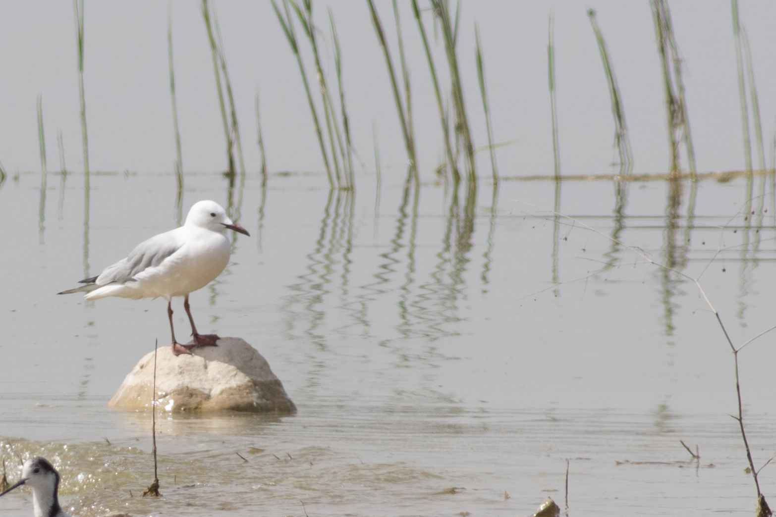 Slender-billed Gull